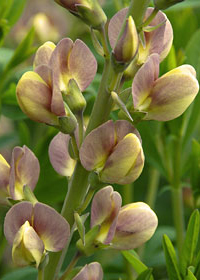 Baptisia 'Sandstorm'